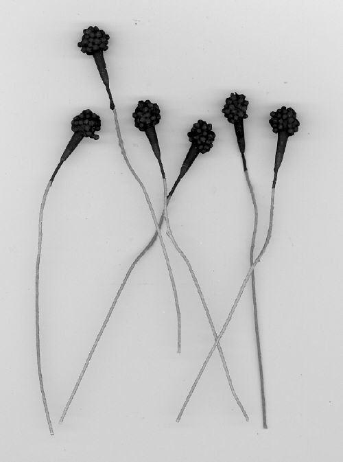 Anemone Center - Black - 3/8 inch head - 144 pieces