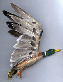 Mallard Duck - 14 inch 